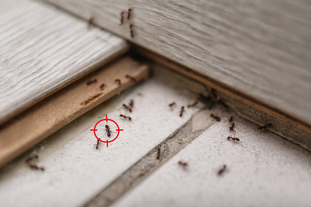 Best Pest Removal Services  in Mayville, MI