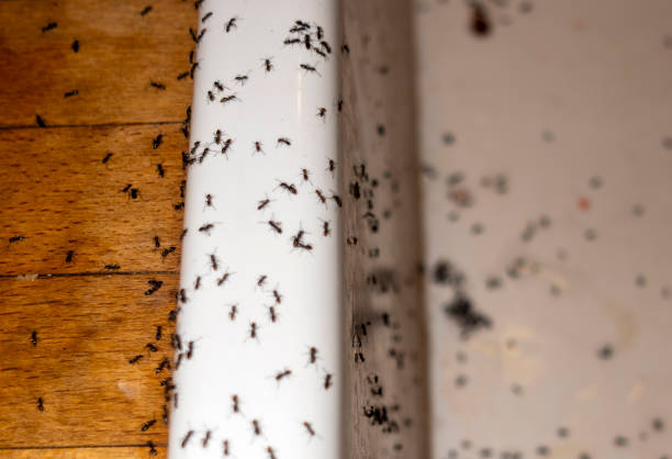 Best Ant Control Services  in Mayville, MI