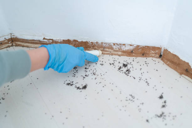 Best Termite Control Services  in Mayville, MI